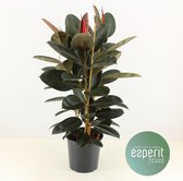 Kamerplant van Botanicly – Rubberboom – Hoogte: 110 cm – Ficus elastica Abidjan