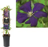 Klimplant Clematis vit.  Etoile Violette - Paarse Bosrank