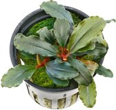 Bucephalandra Central Red