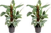 Kamerplanten van Botanicly – 2 × Philodendron Silver Queen – Hoogte: 50 cm