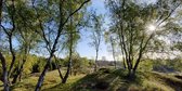 Fotobehang Berkenbos Veluwe 250 x 260 cm