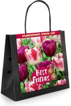 16x Tulp - Tulipa - Mix 'Flames At Night' - 16 bollen