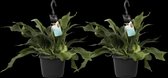 Hellogreen Kamerplant - Duo Platycerium bifurcatum - Netherlands - 40 cm