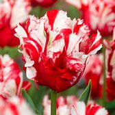 12x Tulpen - Tulipa 'Estella Rijnveld' - rood-wit - 12 bollen - Ø11cm