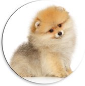 Dibond Wandcirkel - Poserende Pomeriaan Pup - 50x50cm Foto op Aluminium Wandcirkel (met ophangsysteem)