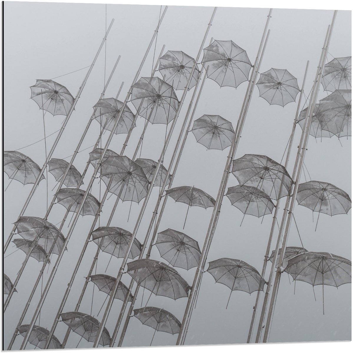 Dibond - Zwevende Paraplu's - 80x80cm Foto op Aluminium (Wanddecoratie van metaal)
