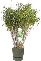 Gras van Botanicly – Fargesia bamboe – Hoogte: 80 cm – Fargesia rufa