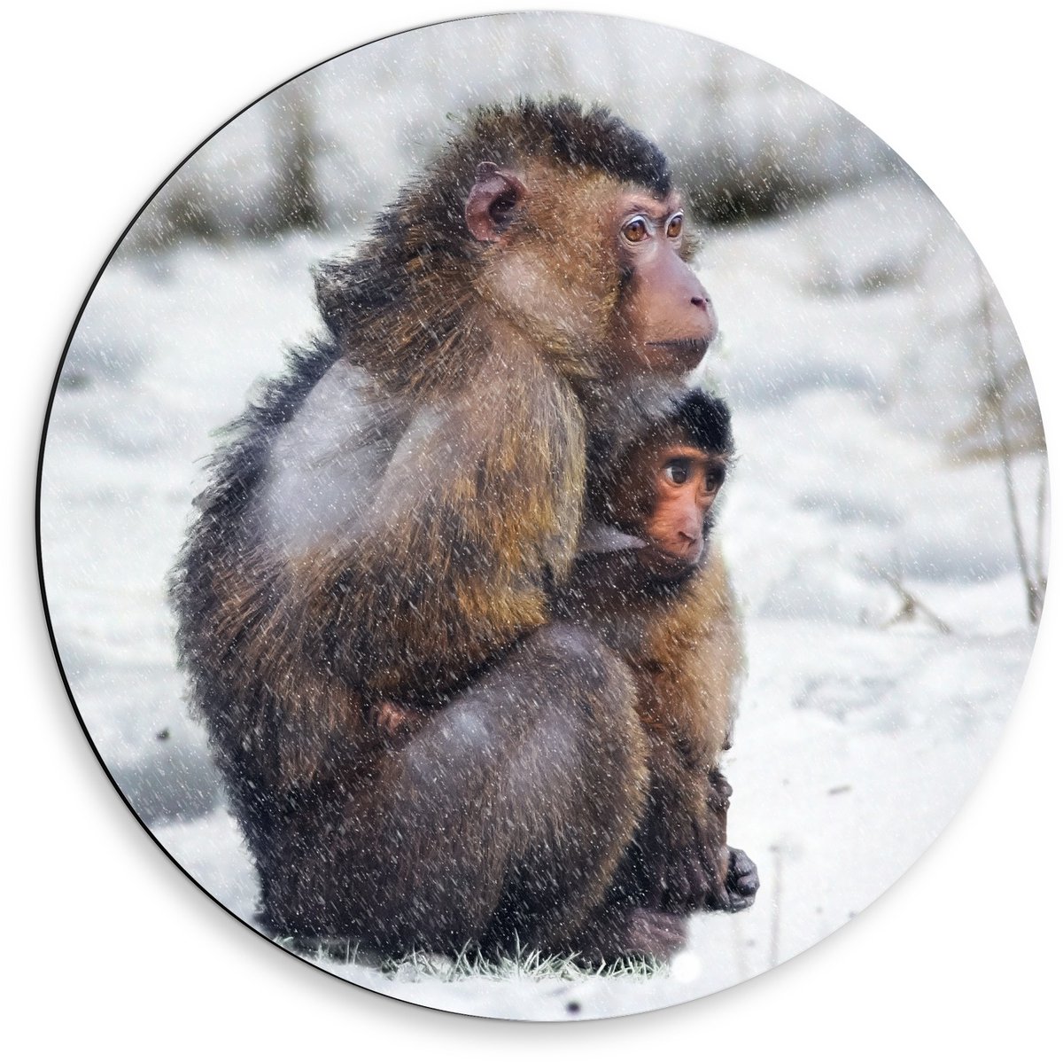 Dibond Wandcirkel - Moeder en Baby Aap in de Sneeuw - 50x50cm Foto op Aluminium Wandcirkel (met ophangsysteem)