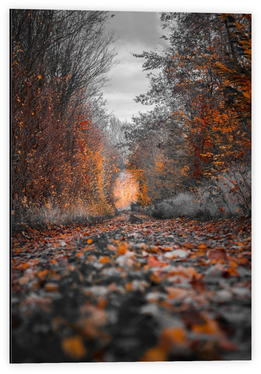 KuijsFotoprint Dibond - Pad gevuld met Herfstbladeren - 40x60cm Foto op Aluminium (Met Ophangsysteem) Bruin