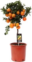 Citrus Mandarin - 85cm