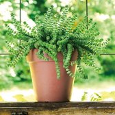 DEROMA Like Corten ronde bloempot - 38 cm