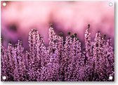 Lavendel in een lavendelveld - Tuinposter 70x50 - Wanddecoratie - Natuur - Bloemen