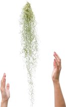 Plantasy | Tillandsia luchtplant Usneoides | Spaans mos | 2 stuks | 50-60 cm | Air plant  | Badkamer plant | Vers uit eigen familie kwekerij