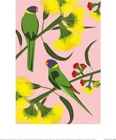 Poster - Mokoh Ringnecks - 40 X 30 Cm - Multicolor