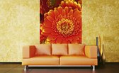 Dimex Gerbera Vlies Fotobehang 150x250cm 2-banen