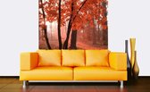 Dimex Misty Forest Vlies Fotobehang 225x250cm 3-banen