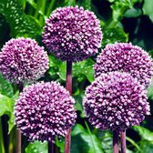 7x Allium 'Summer Drummer' - Winterhard - Paars-Wit - 7 bollen -  Ø12cm