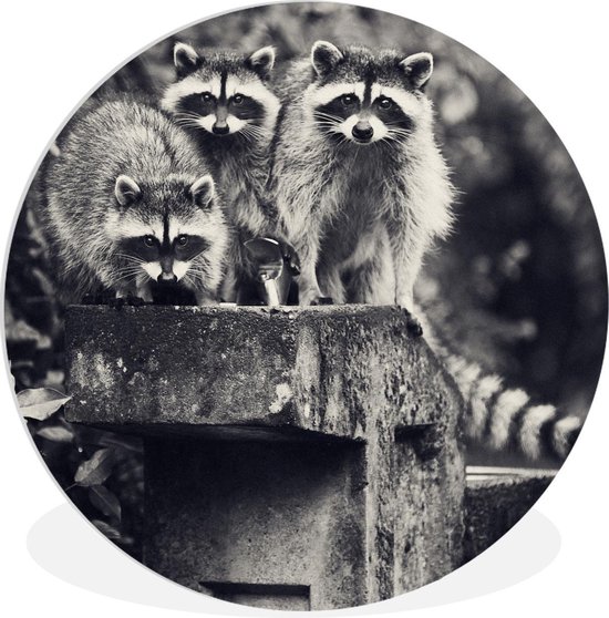 WallCircle - Wall Circle - Wall Circle Indoor - Ratons Laveurs - Pierre - Zwart- Wit - 90x90 cm - Décoration murale - Peintures Ronds