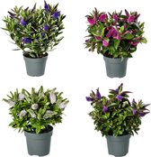 Cadeau voor vrouw - 4x supermooie buitenplanten - Hier komen vlinders op af - ruikt heerlijk Ø 12 cm – Hoogte 30 cm (waarvan +/- 20 cm plant en 10 cm pot)