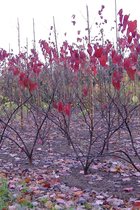 Jonge Roodbladige Judasboom Struik | Cercis canadensis 'Forest Pansy' | 80-100cm hoogte Struikvorm