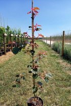 Jonge Bontbladige Slangenesdoorn boom | Acer conspicuum 'Red Flamingo' | 100-150cm hoogte