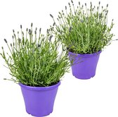 XXL Lavendel 3L pot per 2 stuks | Lavandula 'Angustifolia - Tuinplant in kwekerspot ⌀23 cm - ↕45 cm