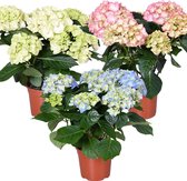 3x Hydrangea macrophylla Mix – Hortensia – Heester - Winterhard - ⌀14 cm - 30-40 cm