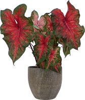 XL Caladium Wild Fire met pot Emmy Brown ↕70cm - Kamerplant