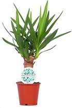 Kamerplant van Botanicly – Palmlelie – Hoogte: 45 cm – Yucca