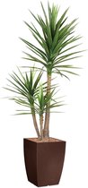 HTT - Kunstplant Yucca in Genesis vierkant bruin H200 cm