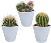 Bolcactus mix 8.5 cm in witte pot | 3 stuks