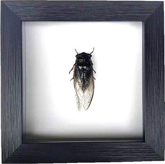 Apeirom Opgezette Cicadidae Asia - decoratief - in 3D lijst - 16 cm x 16 cm - zwarte lijst