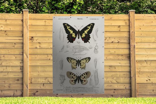 Décoration murale Papillon - Vintage - Insectes - 120x180 cm - Affiche de jardin - Toile de jardin