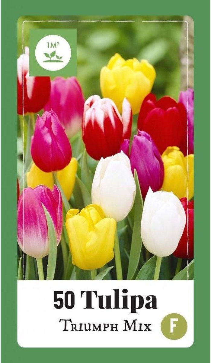 Jub Holland - bloembollen - Tulpen Triumph mix - maat 11/12 - 50 stuks - Voordelige keuze