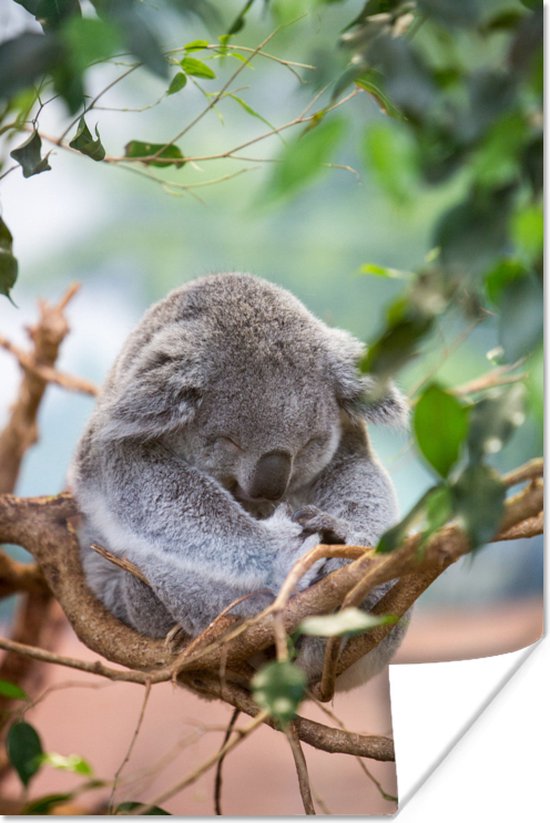 Zittende koala met bladeren Poster - Foto print op Poster (wanddecoratie)
