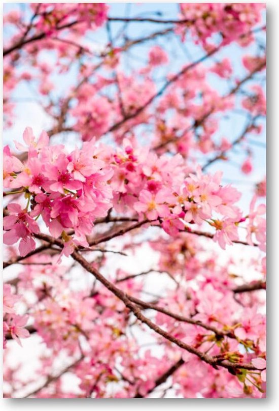 Roze Bloesem met een Blauwe Lucht - 60x90 Poster Staand - Besteposter - Landschap - Natuur - Bloemen
