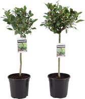 (2 stuks) Laurus Nobilis - Bol op Stam - Kamerplant - ø17cm - 80cm