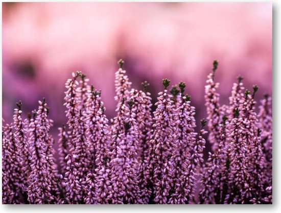 Lavendel in een lavendelveld - 40x30 Canvas Liggend - Natuur - Bloemen