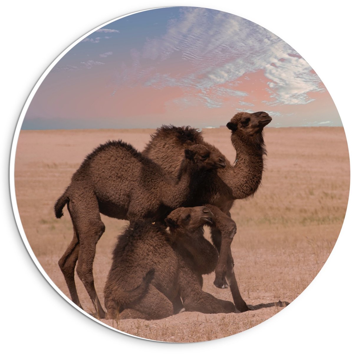 KuijsFotoprint Forex Wandcirkel - Kamelen duo Staand & Liggend - 20x20cm Foto op Wandcirkel (met ophangsysteem) Blauw