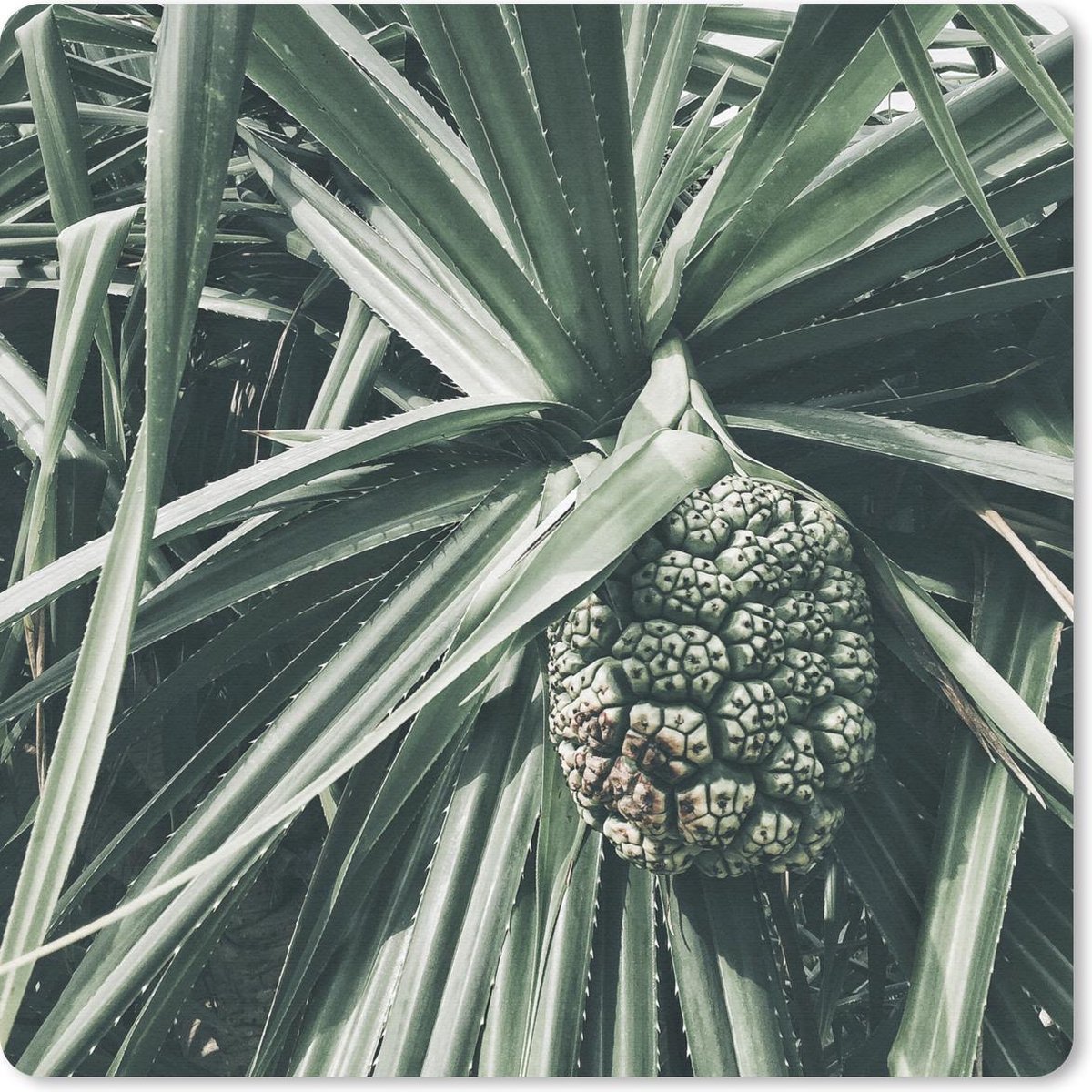 Muismat 20x20 cm - Mousepad Cactus - Tropisch - Groen - Muismatten
