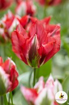 Ilovetulipa - Ilovedahlia Tulips Esperanto 12/+ (x10)