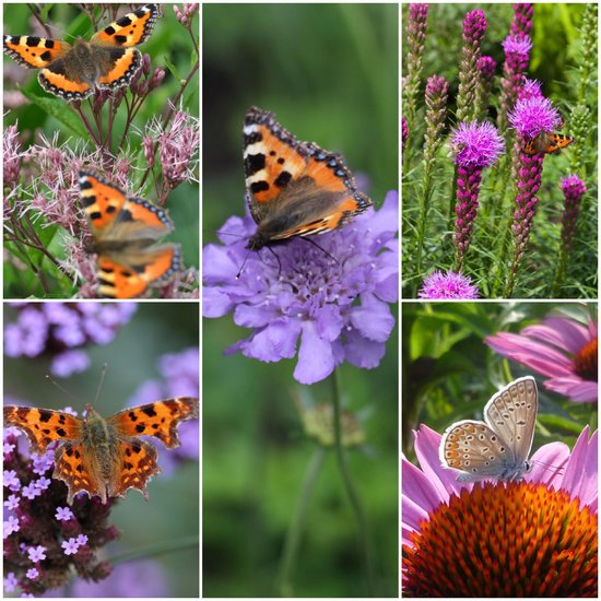 24x vaste planten mix 'vlinder toppers' (borderpakket / borderplanten grote pluggen)