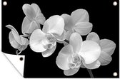 Tuinposter - Tuindoek - Tuinposters buiten - Een close up van orchideeën op een zwarte achtergrond - zwart wit - 120x80 cm - Tuin