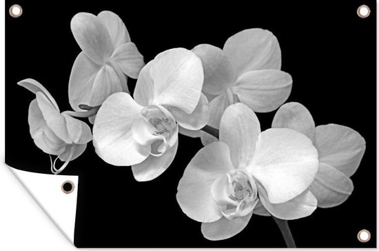 Een close up van orchideeën op een zwarte achtergrond - zwart wit
