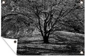 Tuinposter - Tuindoek - Tuinposters buiten - Een esdoorn tijdens de herfst - zwart wit - 120x80 cm - Tuin