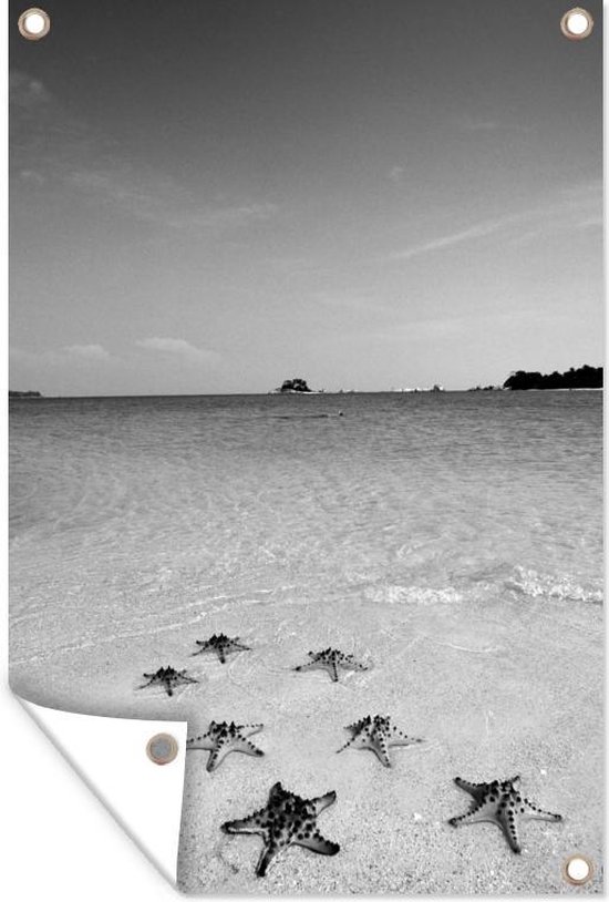 Zeven zeesterren liggen op een rij aan het tropische strand - zwart wit