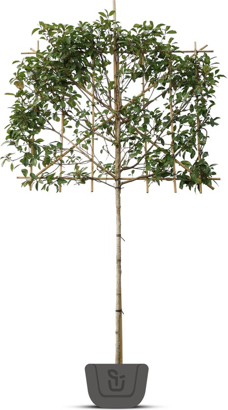 Glansmispel als leiboom | Photinia fr. Red Robin | Stamomtrek: 6-8 cm | Stamhoogte: 190 cm | Rek: 120 cm