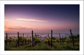 Walljar - Vineyard Sunset - Muurdecoratie - Canvas schilderij