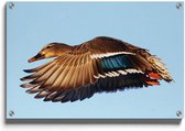 Walljar - Vliegende Eend - Muurdecoratie - Plexiglas schilderij