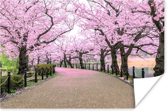 Affiche Sakura - Printemps - Japon - 60x40 cm